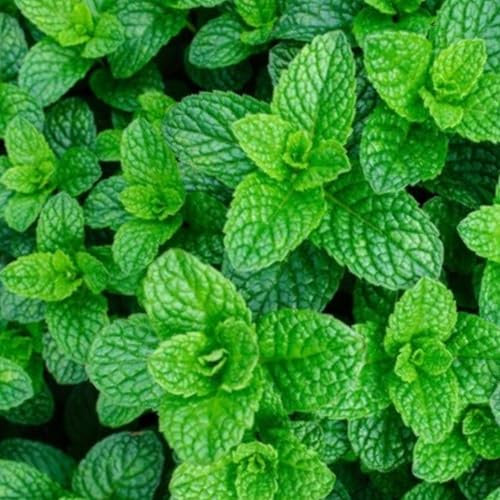Mint Seeds - 400 Fresh Garden Mint Herb Seeds – Plant and Grow Your Own Herbs in Greenhouse, Garden, Polytunnel, Growbags, Pots or Containers by Meldon Seeds UK