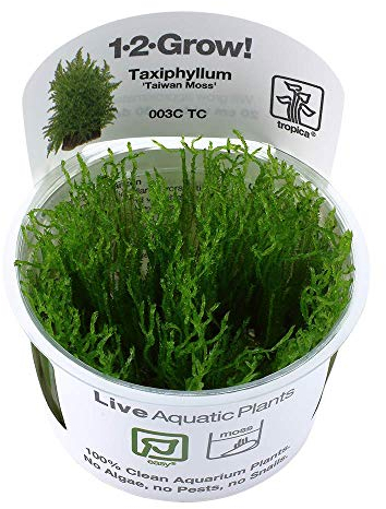 Tropica Taxiphyllum 'Taiwan Moss' 1-2-Grow! In Vitro