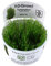 Tropica Taxiphyllum 'Taiwan Moss' 1-2-Grow! In Vitro