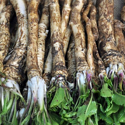 semi di rafano per giardinieri per gli amanti del giardino giardino sul balcone Perenni resistenti raro aromatiche vecchie varietà vecchie 50pcs