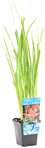 Bloomique - Schizostylis 'Mrs Hegarty' - Lis des Cafres rose - Glaïeul des marais - Plantes de bassin - Plantes aquatiques - Résistante au gel - 10-20 cm de haut - Pot 9 cm