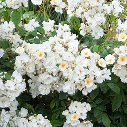 Plant Theory Wedding Day Rose Bush White Flowering Roses Rambler Rose 4L Pot