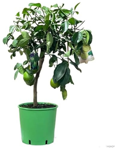 Árbol de Lima Naturl de Calidad Cultivo Profesional para tu Hogar