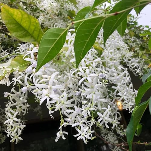 Semi di Petrea Volubilis, semi di campo rampicanti, rustiche, a crescita rapida Le da balcone sono 20pcs