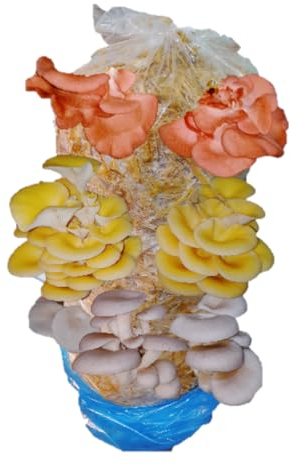 Mushroom Growing Kit, Pink, Gold & Blue Oyster, XL 1 Meter Long, Easy to Grow & Delicious to Eat, Including Living Spawn, Gardening Gifts - Foragers Table
