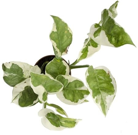 Poto Marble Natural una Planta Tapizante para Decorar con Estilo