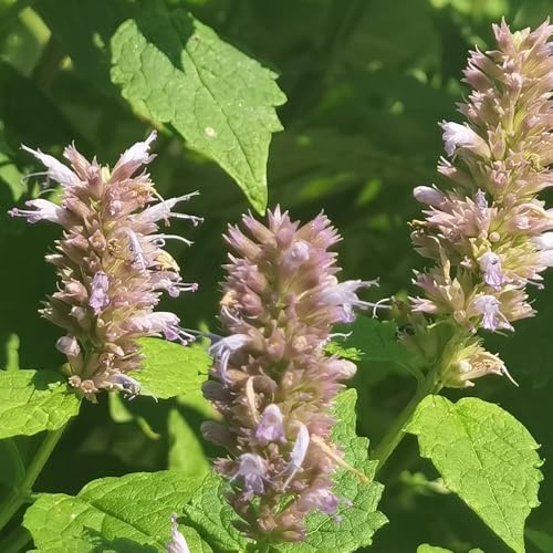 Semillas de ortiga fragante - balcón con jardín de Agastache foeniculum - exóticas raras 300pcs