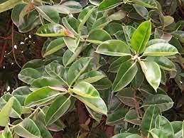 5 von Albero di Gomma Ficus Elastica