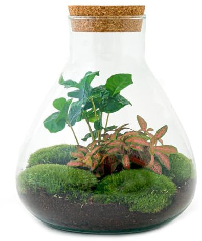 Jardín de botellas Sammie – Terrario de plantas DIY – 27 cm – con planta de café – Incluye rastrillo, pala, pinzas y tijeras