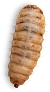 Fluker's Large Live Black Soldier Fly Larvae 250 Count - Reptile and Chicken Food