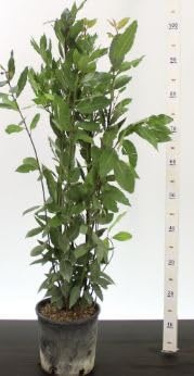Generisch Echter Lorbeer Laurus nobilis, 107 cm, winterhart bis -10°C, Kübelpflanze für Garten & Balkon, 17 cm Topf