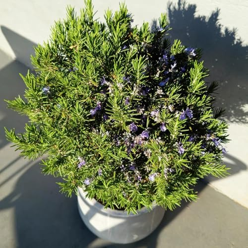 semi di rosmarino biologico, giardino roccioso perenni amanti dell'ombra resistenti per balcone, 100pcs