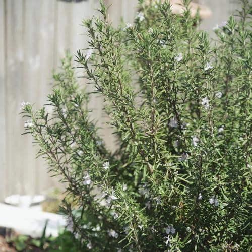 semi di rosmarino biologico - rosmarinus - giardino roccioso da giardino resistenti di appesi tappezzante perenne resistente di selvatiche, 60pcs