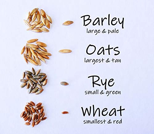 Simple Cat Grass Blend, 100% US Organic, 4 Popular Seeds: Wheat, Barley, Oats, and Rye Mix Combo, Show Your Love with a Healthy Pet Snack Treat (4 Ounce (~3200 Seeds))