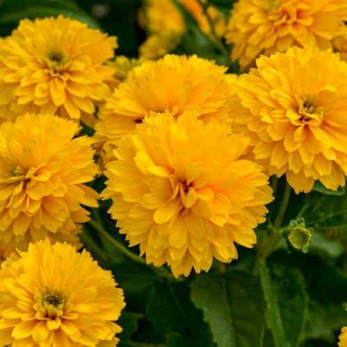 100 False Sunflower Seeds for Planting - Heliopsis Helianthoides Oxeye Sunflower, Non-GMO Heirloom Perennial Flower Seed for Home Garden Outdoor Yard Landscapes
