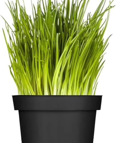 Ajo Morisco o Cebollino: El Secreto de la Cocina Mediterránea en una Planta Natural