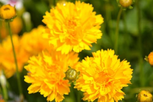 Buy4seeds Coreopsis Early Sunrise 120 Seeds Perennial Perennial Flower Simple to Grow