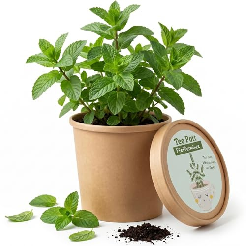 Menta piperita, set per la coltivazione di tè – menta fresca da soli sul davanzale della finestra, set completo di piante con semi e terra, ideale per tè, bevande e cucina, soluzione semplice fai da