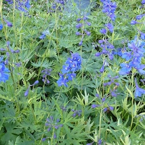 6x Speronella – Delphinium belladonna 'Bellamosum' – Vaso 9x9 cm – fioritura blu perenne giardino