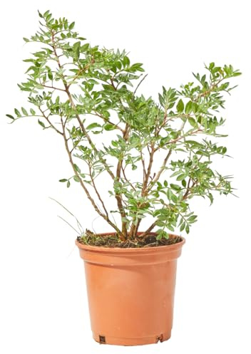 Verdecora Lentisco en maceta de Ø13cm | Pistacia lentiscus | Arbusto Mediterráneo de Exterior con Follaje Denso y Aromático | Ideal para Jardines, Bordes y Setos Naturales