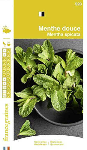 France Graines - Menthe Douce