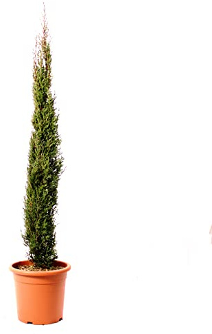 KENTIS - Cupressus Sempervirens totem med jutevasdekoration - cypress ihållande häckväxt - H 125–150 cm, växtkruka Ø 24 cm med jute