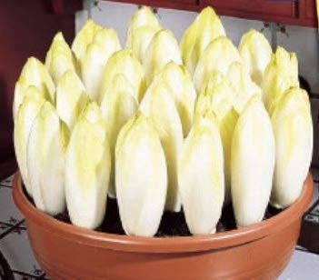 40x Chicoree Zoom F1 Chicory Seeds Vegetable KS481 Seeds Plants Shop Seed Bench Pullingen Patrik Ipsa