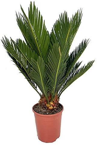 Garden Center Shop | Palmera Cyca Revoluta Natural 35-50 cm | Planta Decorativa de Interior y Exterior | Hoja Dura | Bajo Mantenimiento