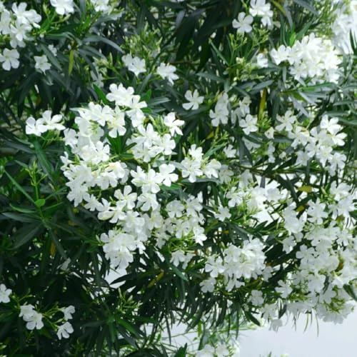 semillas de adelfa resistentes - semillas de jardín, resistentes para el jardín bonsái, 60pcs