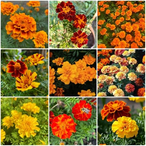 Semi di calendula - Tagetes patula - semi di selvatici da giardino di esotiche 550pcs