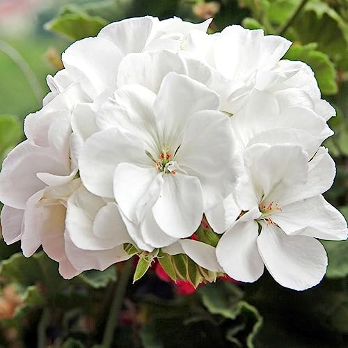 geraniensamen, rankpflanzen gartendeko für draußen winterharte stauden für pralle sonne blumenstauden pflanzensamen exotisch blumensamen schnittblumen bodendecker winterhart mehrjährig 180pcs