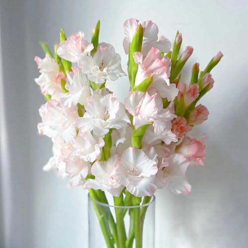 Bombilla de gladiolos,perennes resistentes,Bombilla de de rápido crecimiento Decoración de balcones,de sombra.6pcs