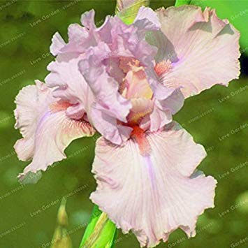 . 20 PCS Iris Fiore 24 Colori rari Iris tectorum perenne pianta Fiore per Il Giardino Domestico: 13