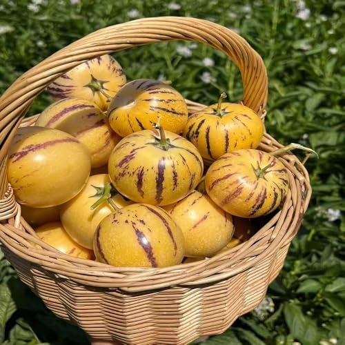 Pera melone, semi di pera melone - da balcone semi di per giardinieri vecchie varietà frutto colonnare da frutto giardino raro colonnari acquistare 400pcs