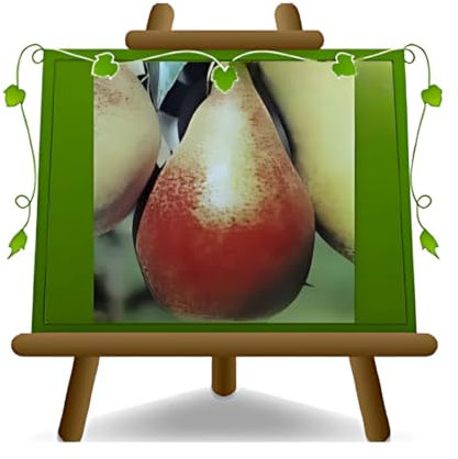 poirier poires de Spadona de castel madama plante fruitière vieux sur un pot de 20 max 170 cm - 2 ans