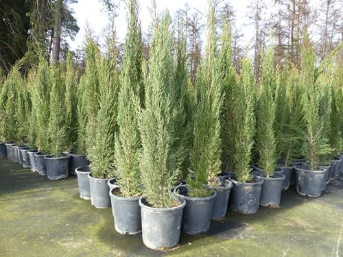 gruenwaren jakubik 2x Mittelmeerzypresse 130-160 cm Säulen Toskana Zypressen Zypresse Cupressus Semper