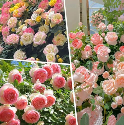 KIGKYO Kletterrosen Samen, Mischfarbe und Einfarbige Kletterrosensamen, Kletterrosen für Gartenzäune, Mauern, Balkone, Fenster und Häuser, Kletterrosen Winterhart Duftend (Mischfarbe(1000PCS))