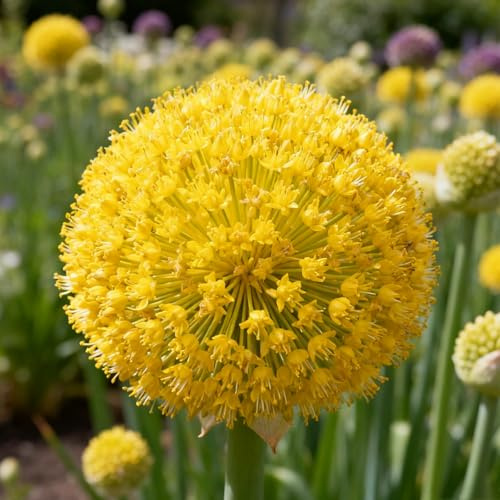 Allium, rizomi di Allium resistenti, rizomi perenni da giardino, piantagioni di Allium rari da giardino-6 rizomi-C