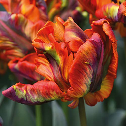 Tulip Bulbs Tulipa Rasta Parrot Hardy Exotic Looking Orange Multi-Coloured Flowers Unique Twisted Petals Perfect for Beds, Borders and Containers 10 x Tulip Bulbs by Thompson and Morgan