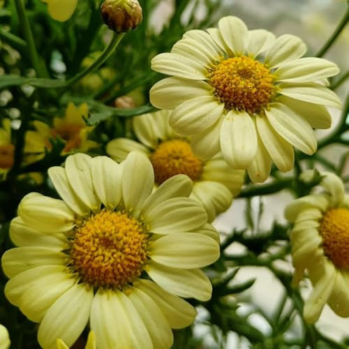 margeriten samen, blumen pflanzen für draußen winterhart, margeritensamen garten blumen, pflanzen für balkon sträucher winterhart, garten pflanzen winterharte hochbeete für garten, 100pcs