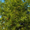 albero di melograno resistente - semi prodotti sostenibili giardino semi di frutta frutti esotici spalliera frutta albero da frutto frutto colonnare vasi per piante - Serie Piante Rare 8pcs