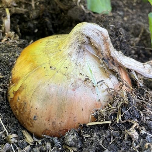 Onion Seeds Senshyu Yellow – 200 Semi-Globe Type Onion Seeds – Plant and Grow Your Own Vegetables Ideal for Greenhouse, Garden, Polytunnel, Large Pots or Containers – Packed in The UK by Meldon Seeds