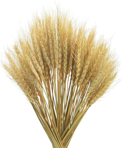 KGDUYC 50 pezzi Decorazioni naturali di erba di grano, erba di grano nativa, fiori di erba di grano essiccati, bouquet da sposa, decorazioni per la casa con fiori bohémien