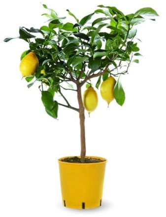 Attitude Jardin - Citronnier limon - citrus limon - agrume méditerranéen - arbre fruitier - 75-85 cm - ⌀ 22 cm