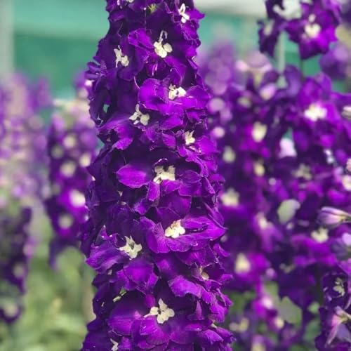 semi resistenti di delphinium da esterno resistenti, primaverili di delphinium vecchie varietà, decorazione soggiorno rare, 220pcs