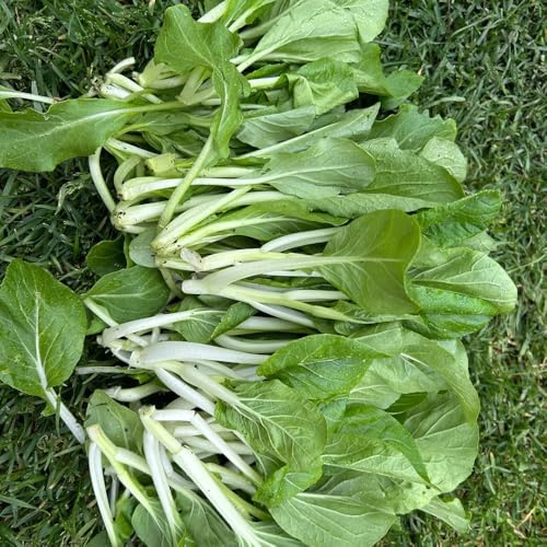 Semi di pak choi - giardino sul balcone Senape cinese con interna decorazioni per esterni copertura del terreno, resistenti, longeve 100pcs