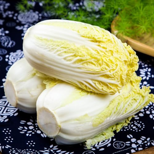 Semi di Pak Choi, semi di cavolo cinese biologici, vecchie varietà da appartamento acquistare di invernali tappezzante perenne 80pcs