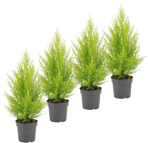 DECOALIVE Ciprés Goldcrest Pack 4 Unidades - Cupressus Macrocarpa - Plantas Vivas