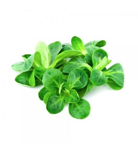 Semillas de Canónigos | DECOALIVE | Verdura de Ensalada | Semillas Huerto Urbano