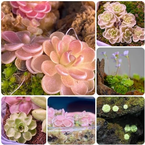 Fettkraut, Pinguicula vulgaris, stauden winterhart mehrjährig Fleischfressende, zimmerpflanzen deko pflanzensamen blumensamen gartenpflanzen 300Samen